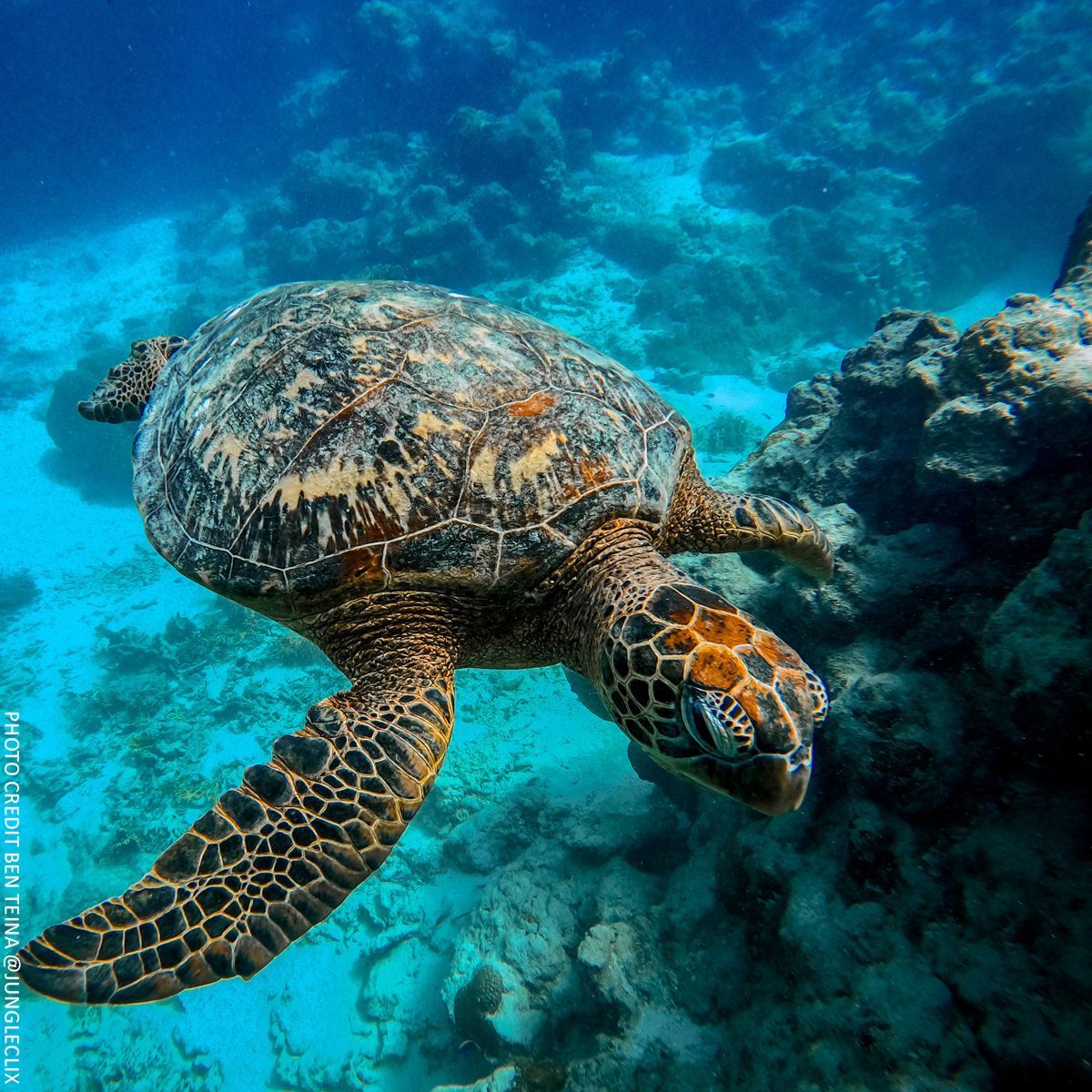 A sea turtle swims gracefully near a rocky coral reef in clear blue tropical ocean water.