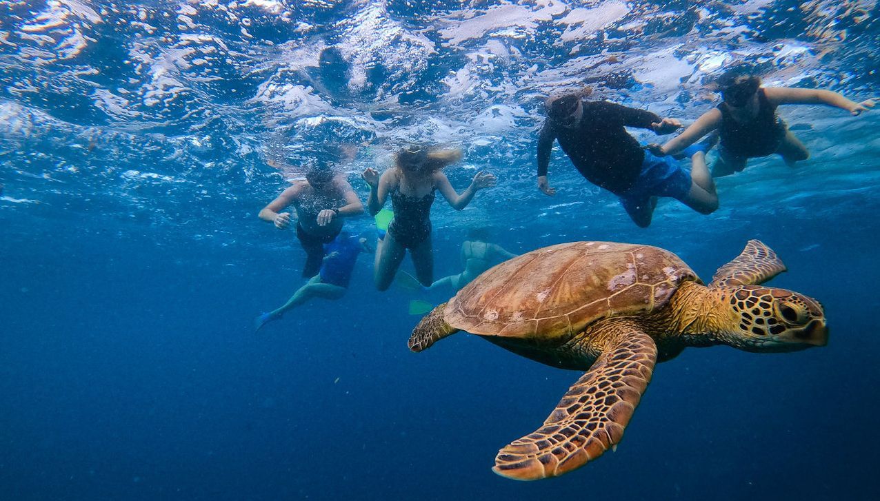 A sea turtle swims in clear blue water near several people snorkeling at the surface.