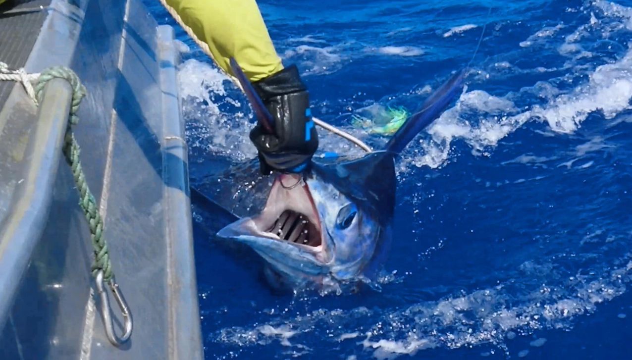 A person in a yellow sleeve and black glove holds a marlin by the mouth alongside a boat in the open ocean.