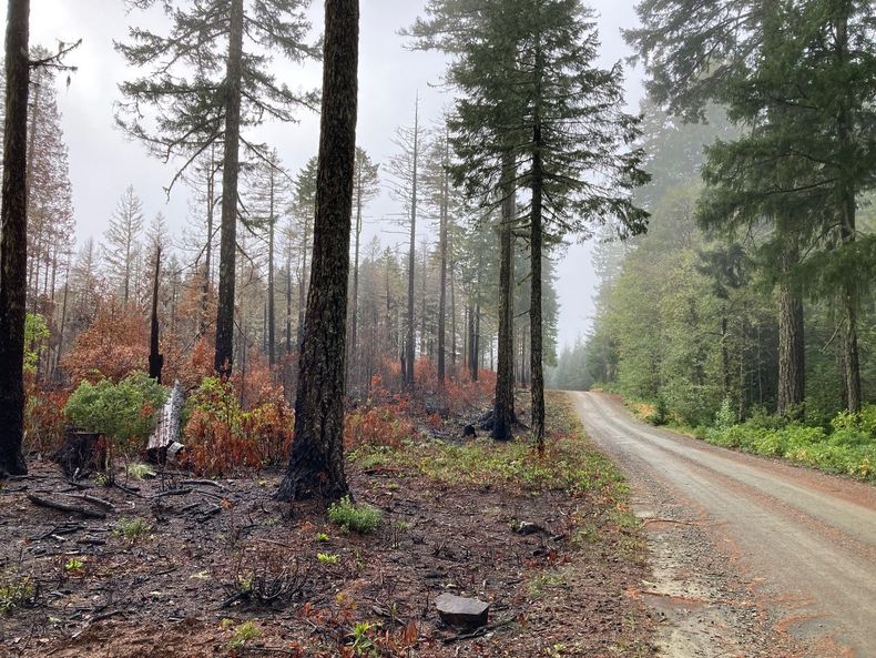 A dirt road going through a forest on a foggy day.