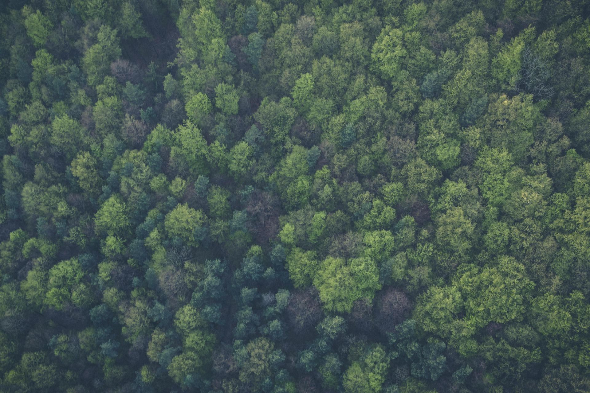 An aerial view of a healthy forest.