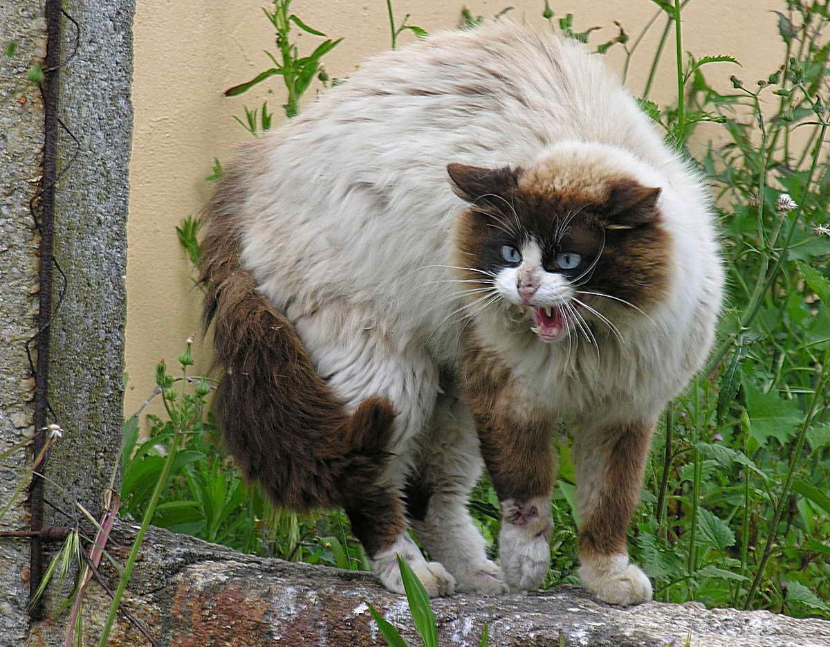 Animal control services
