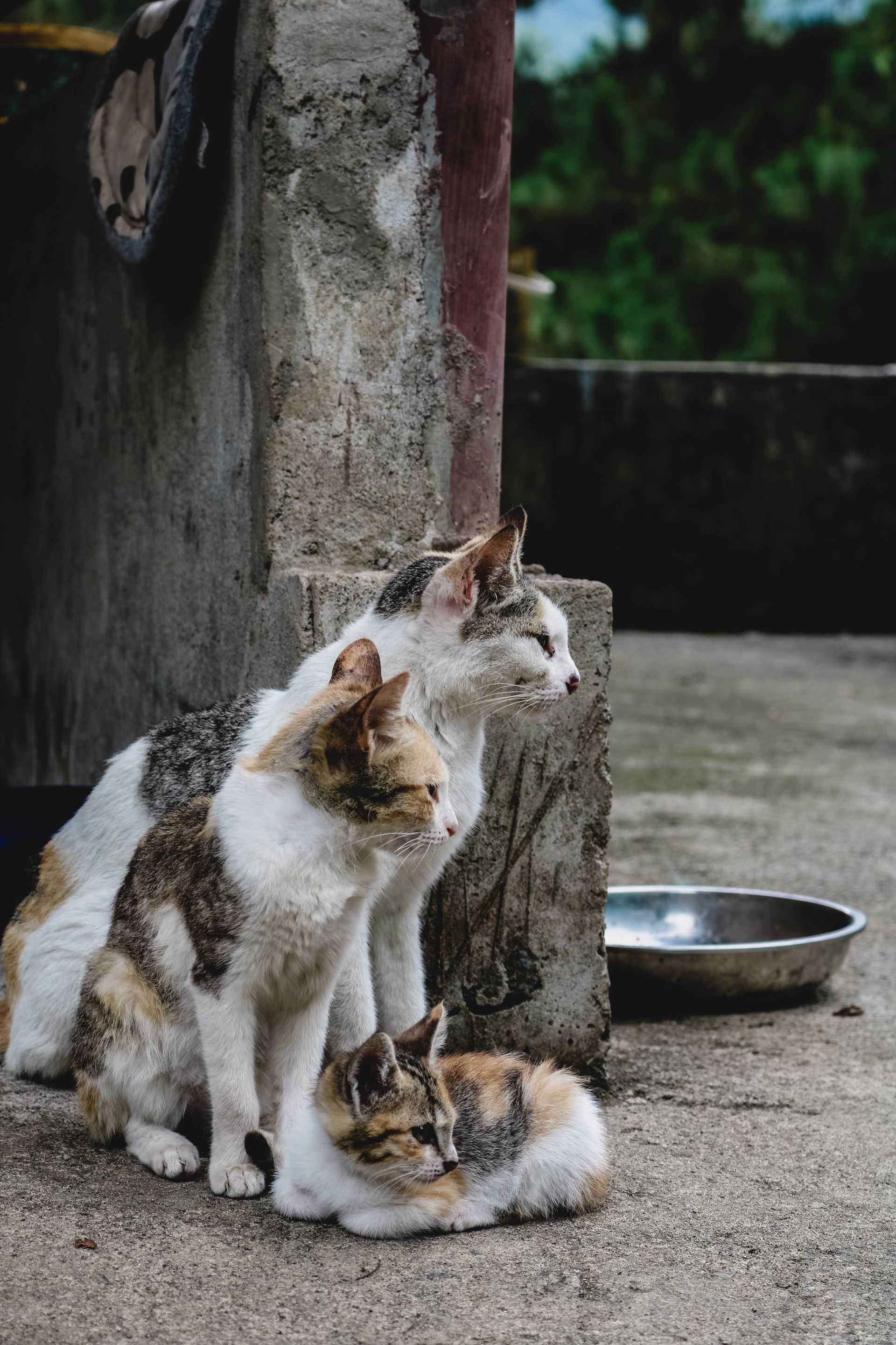 Animal control services