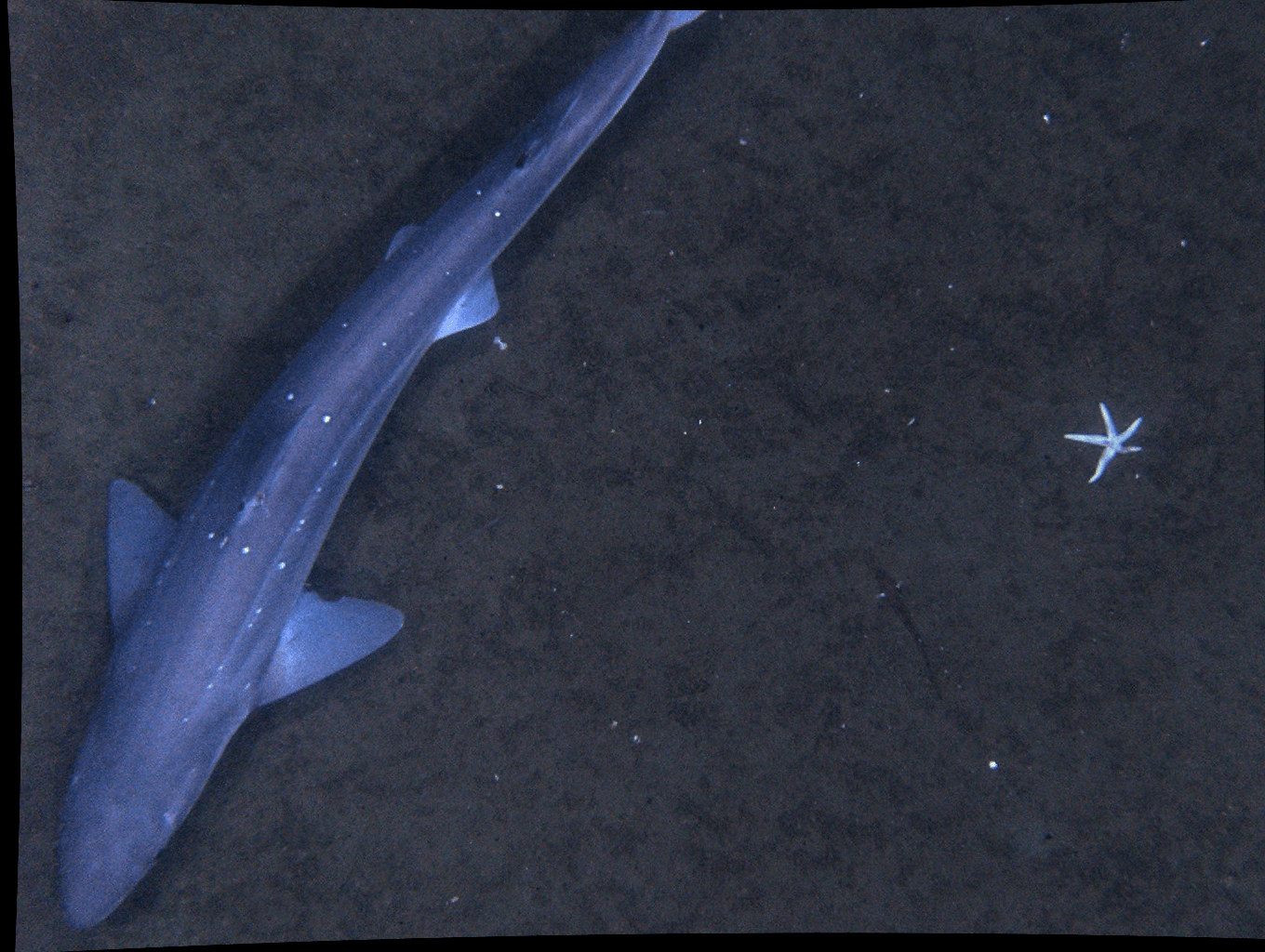 A shark is swimming in the dark near a starfish
