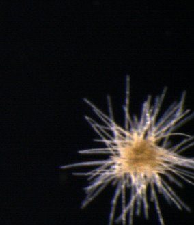 A close up of a fireworks display on a black background