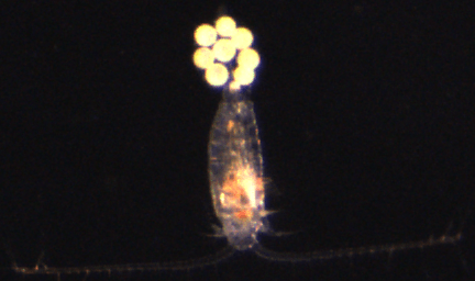 A close up of a bug with a bunch of eggs coming out of it.