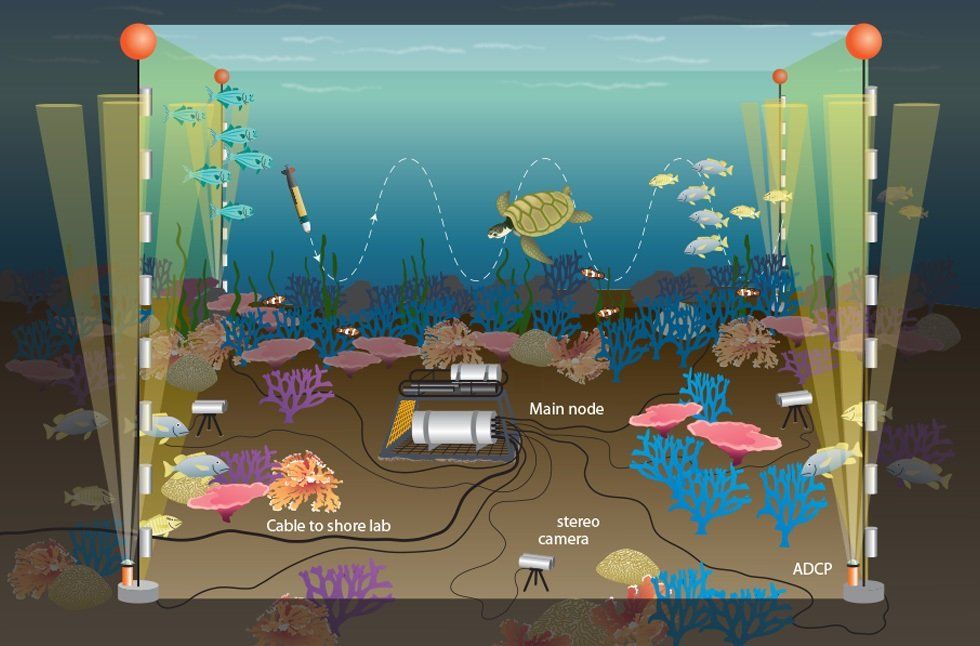 A cartoon of a turtle swimming in the ocean