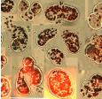 A close up of a bunch of different types of bacteria under a microscope.