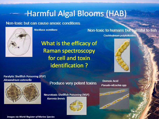 A poster that says harmful algal blooms on it