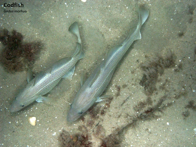 Two fish are swimming in the sand on the beach.