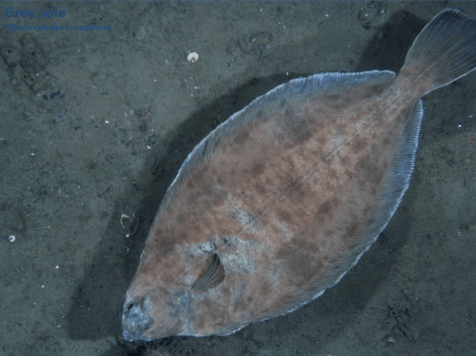 A fish is laying on the ground in the water.
