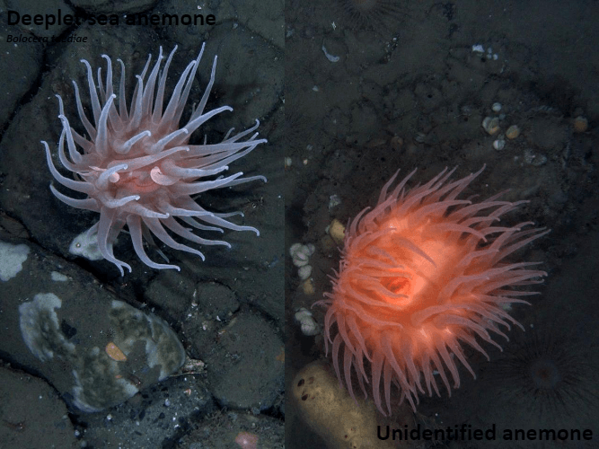 There are two different types of sea anemones in this picture.