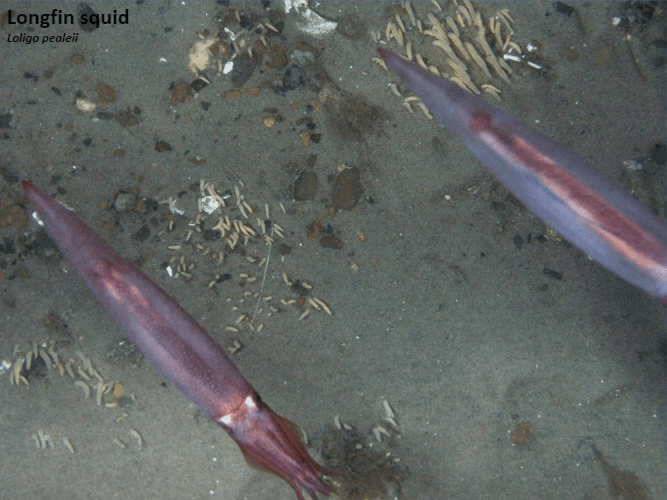 Two tongfin squid are swimming in the water