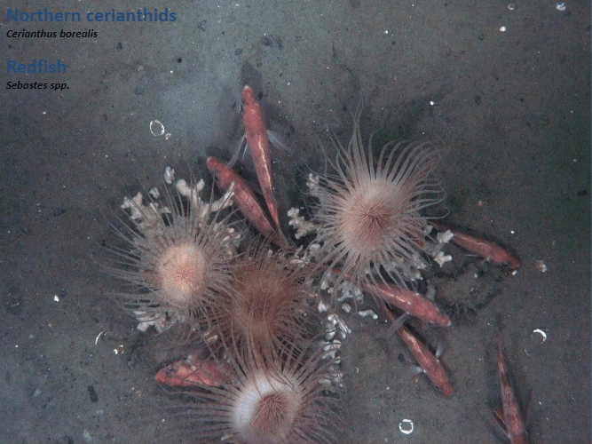A bunch of sea anemones are floating in the water