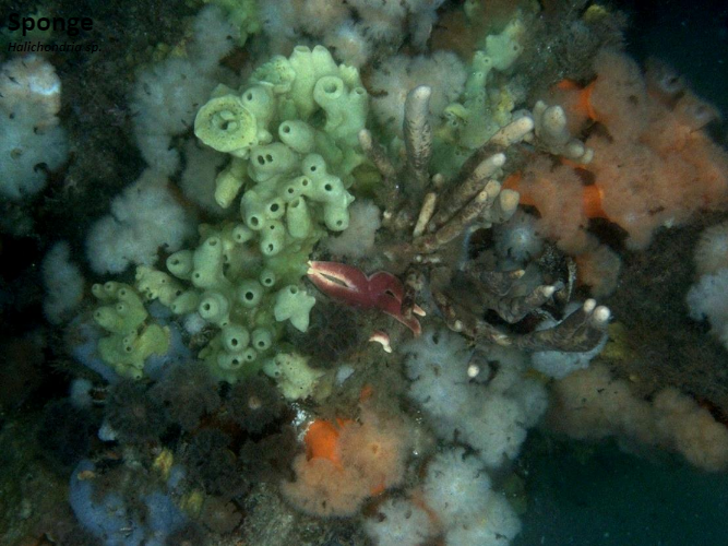 A bunch of sponges are growing on a coral reef.