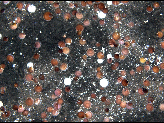 A bunch of small balls are floating on a black surface