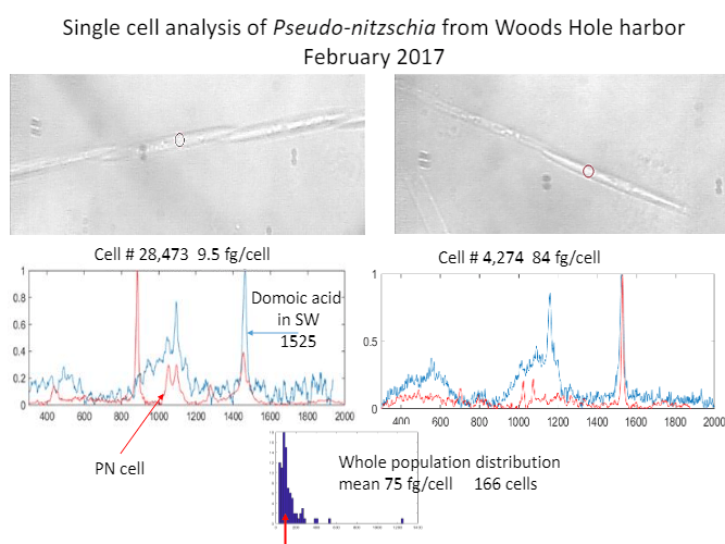 A single cell analysis of pseudo-nitzschio from woods hole harbor february 2017