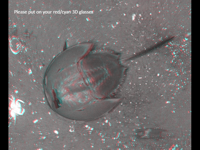 A 3d image of a horseshoe crab swimming in the water