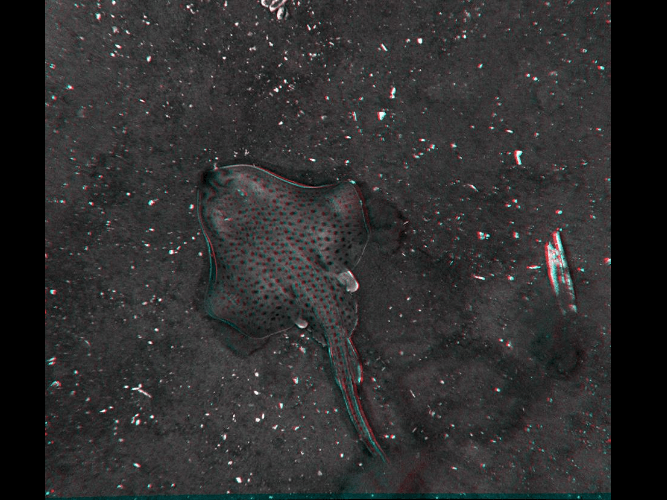 A black and white photo of a stingray in the water.