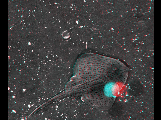 A 3d image of a stingray swimming in the water.