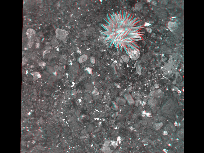 A 3d image of a sea anemone in the water.