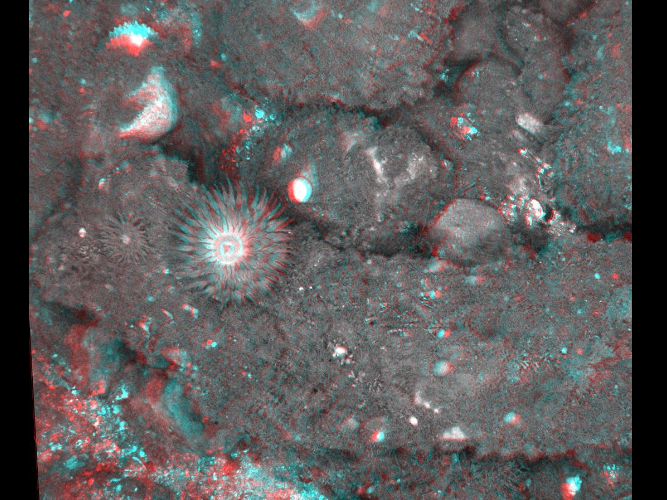 A 3d image of a rocky surface with a flower in the middle.