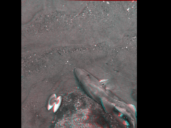 A black and white photo of a dolphin swimming in the ocean.