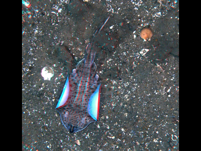 A fish with a blue tail is laying on the ground.