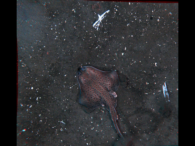 An aerial view of a stingray in the water