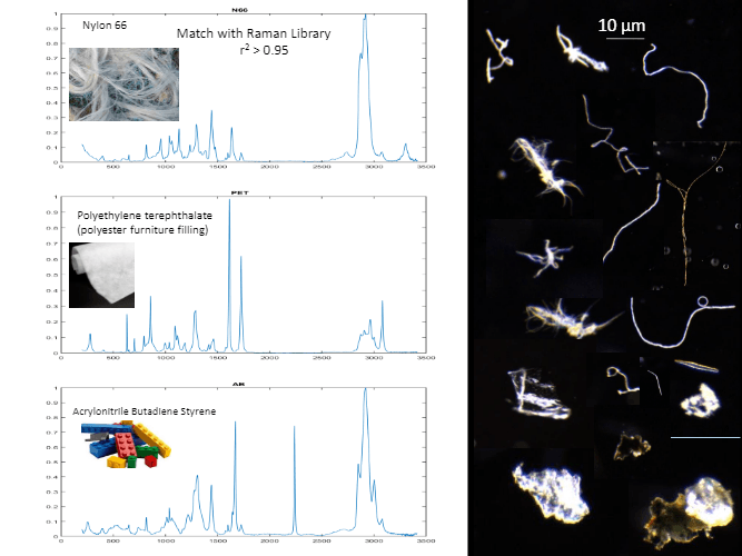 A few graphs and a picture of a worm under a microscope