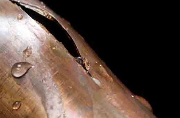 Close-up of a pearlescent shell with water droplets on a dark background.