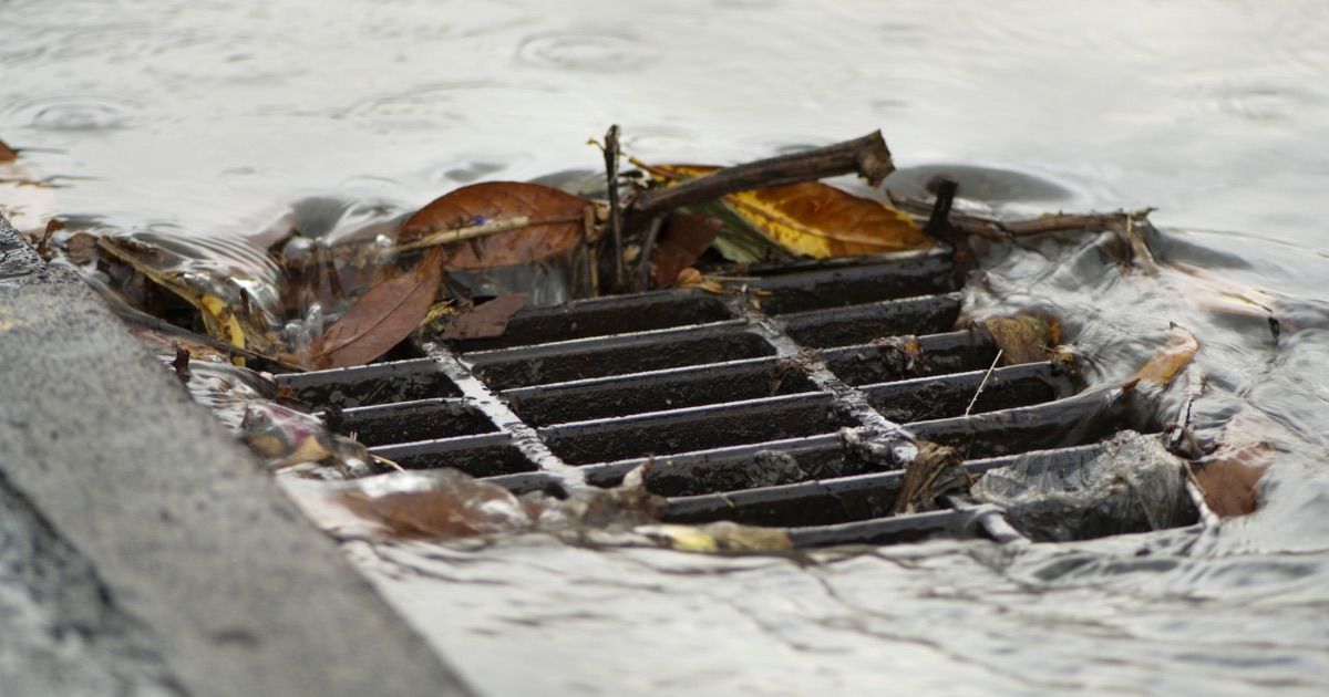 Drain with leaves in it