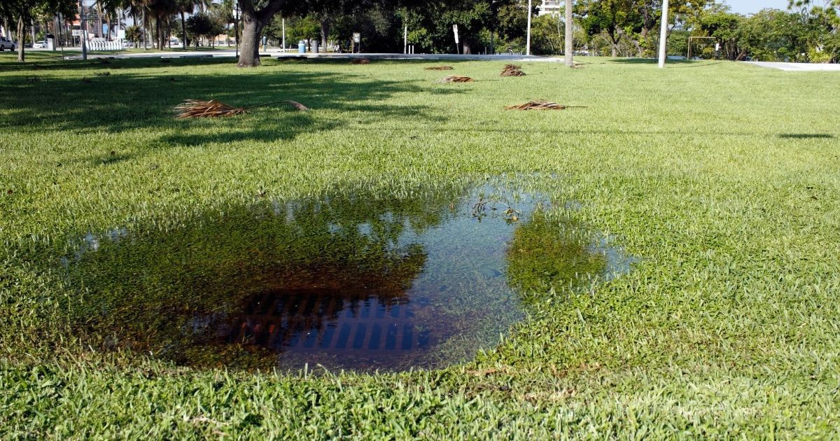 drain in middle of grass clogged and water pooling on top