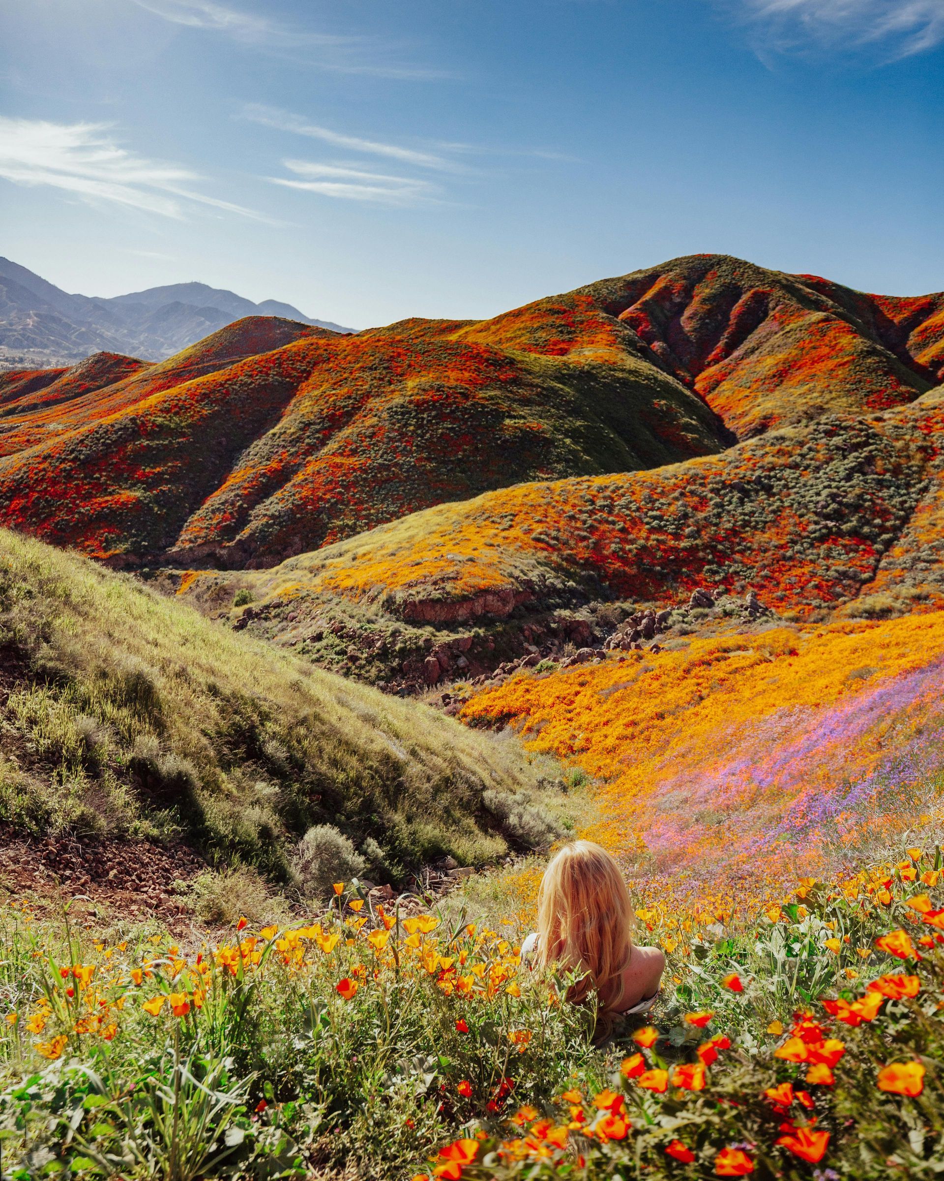 Person in a wildflower meadow overlooking colorful hills under a blue sky.