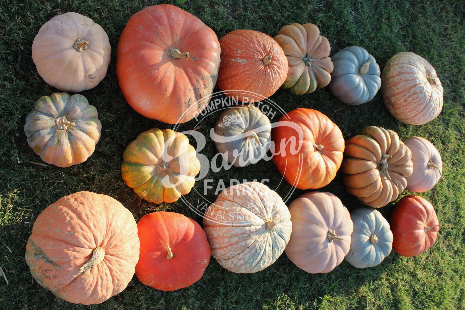 Specialty Pumpkins