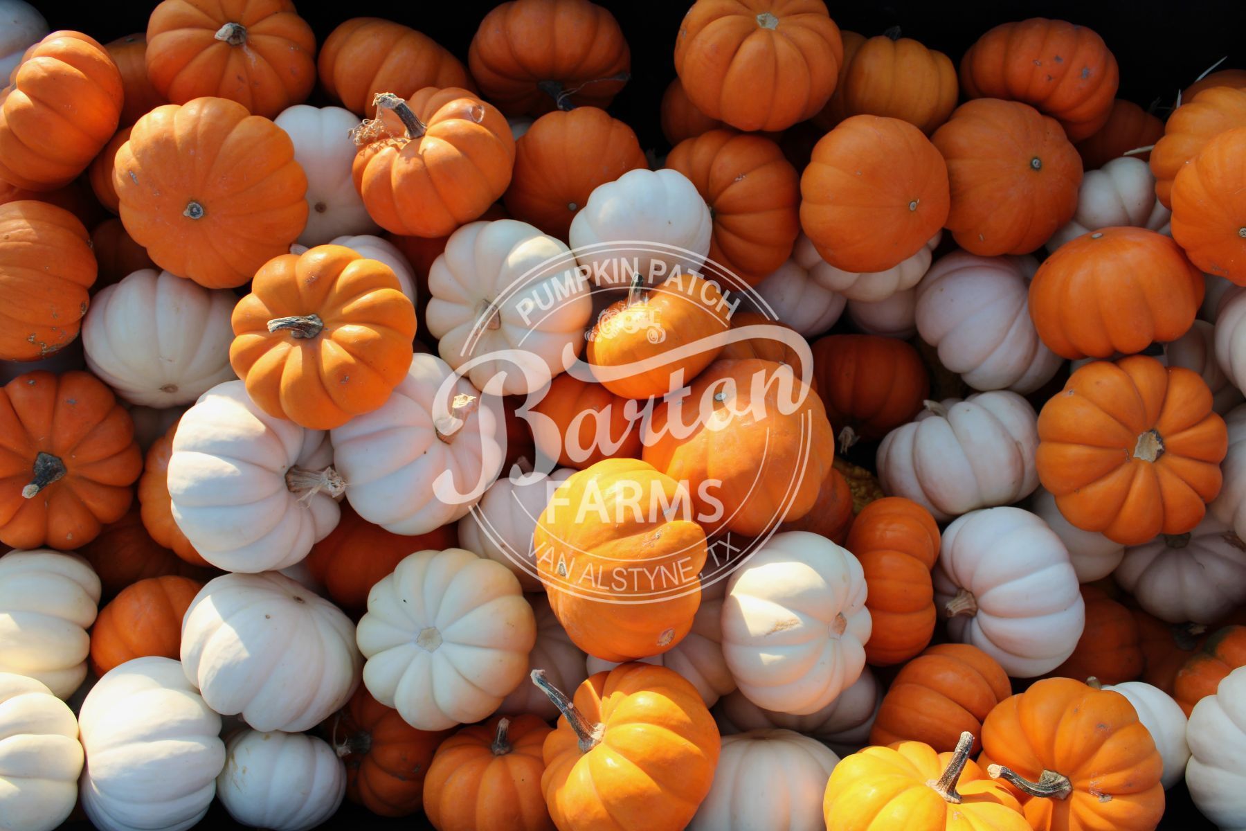 Mini Pumpkins (10 per order)