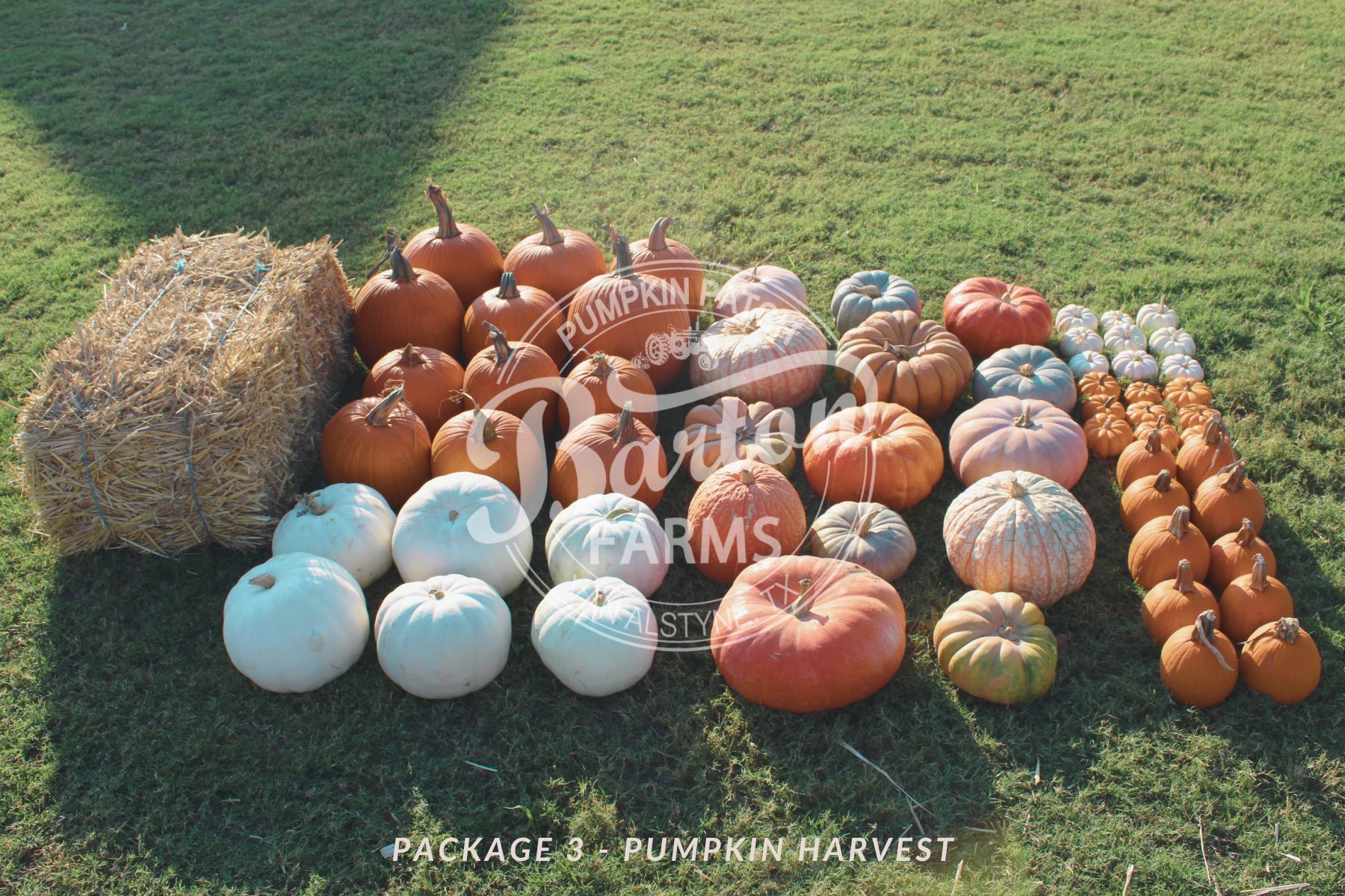 Package 3 - Pumpkin Harvest