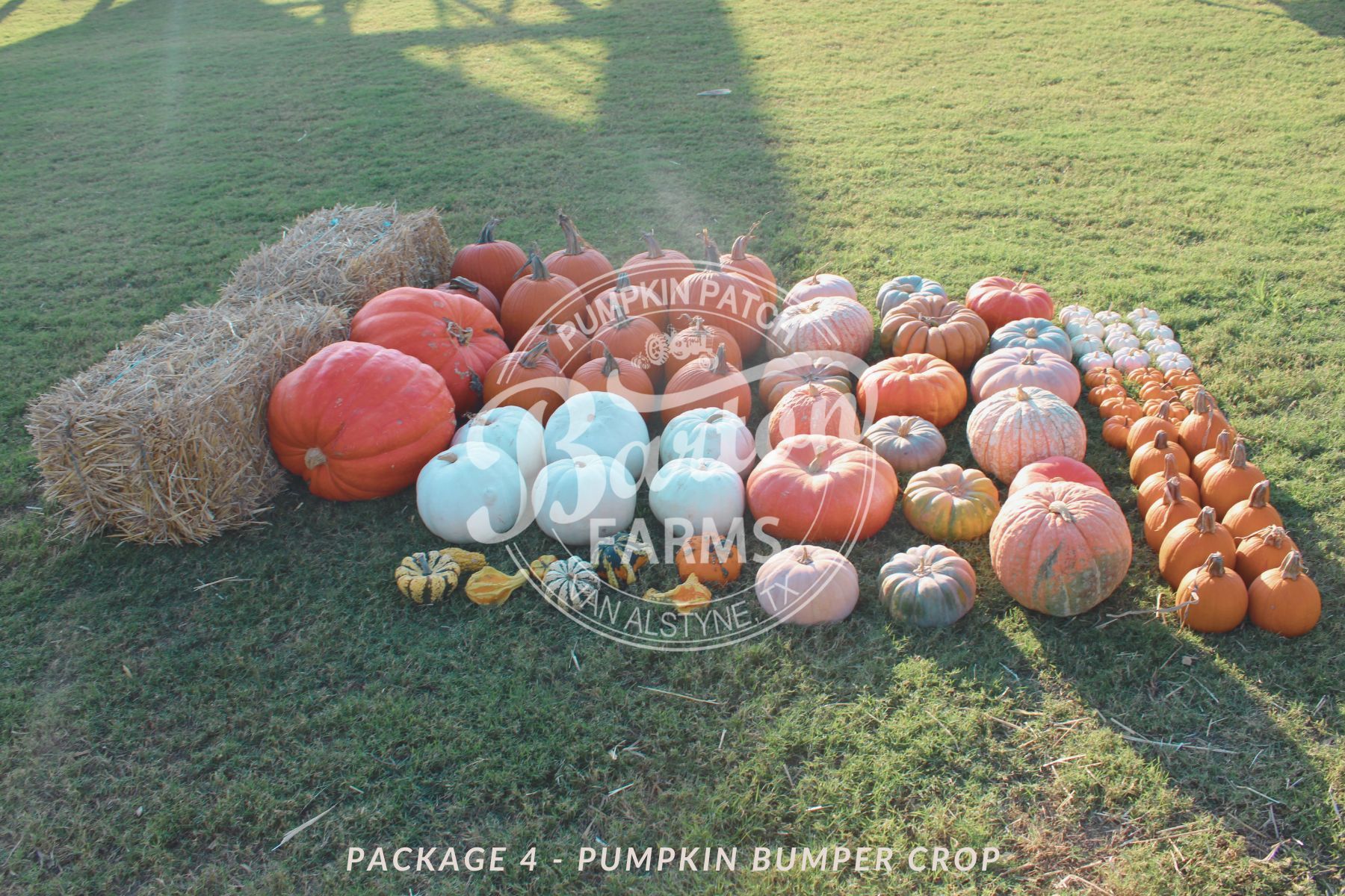 Package 4 - Pumpkin Bumper Crop