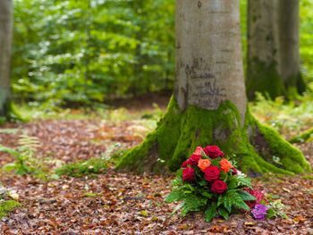 Naturverbundene Abschiednahme – Organisation der Baumbestattung durch Brüsewitz-Wegener Baum in der Natur – Symbolbild für Baumbestattung für Angehörige