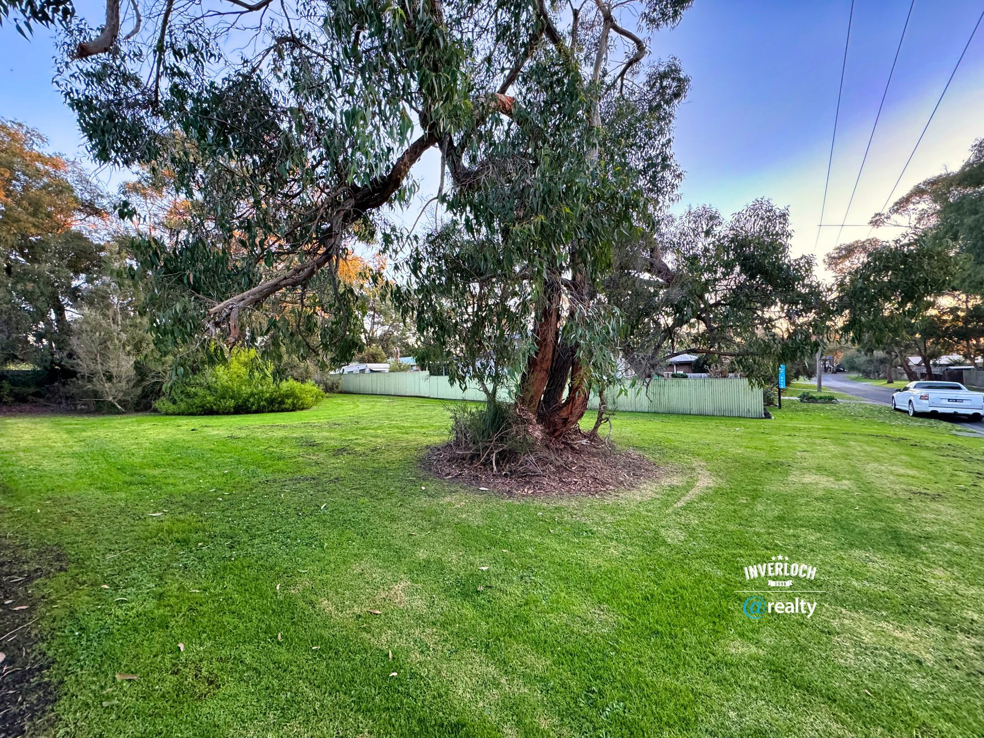 A large tree is in the middle of a lush green field.