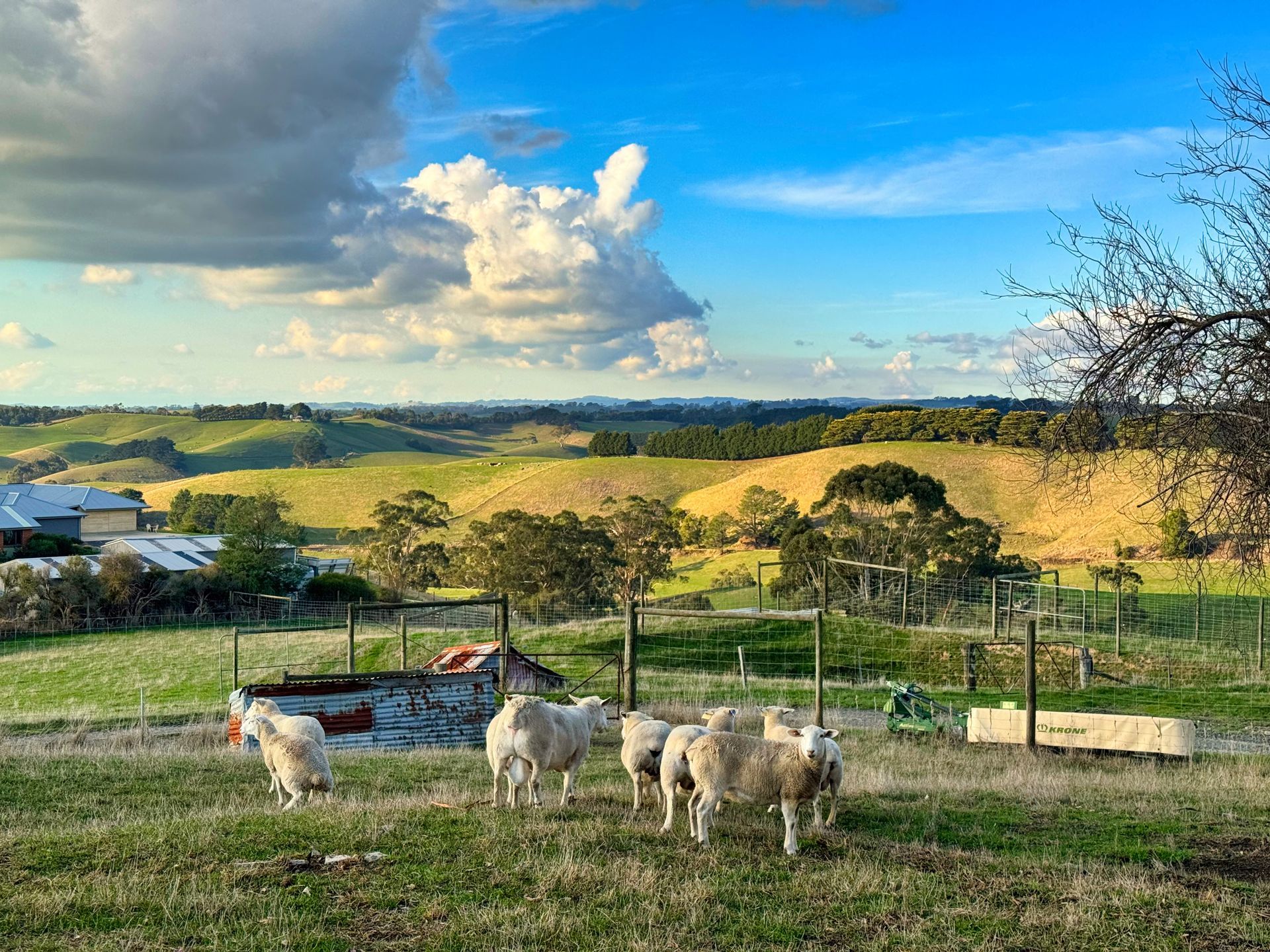 A herd of sheep standing in a grassy field.