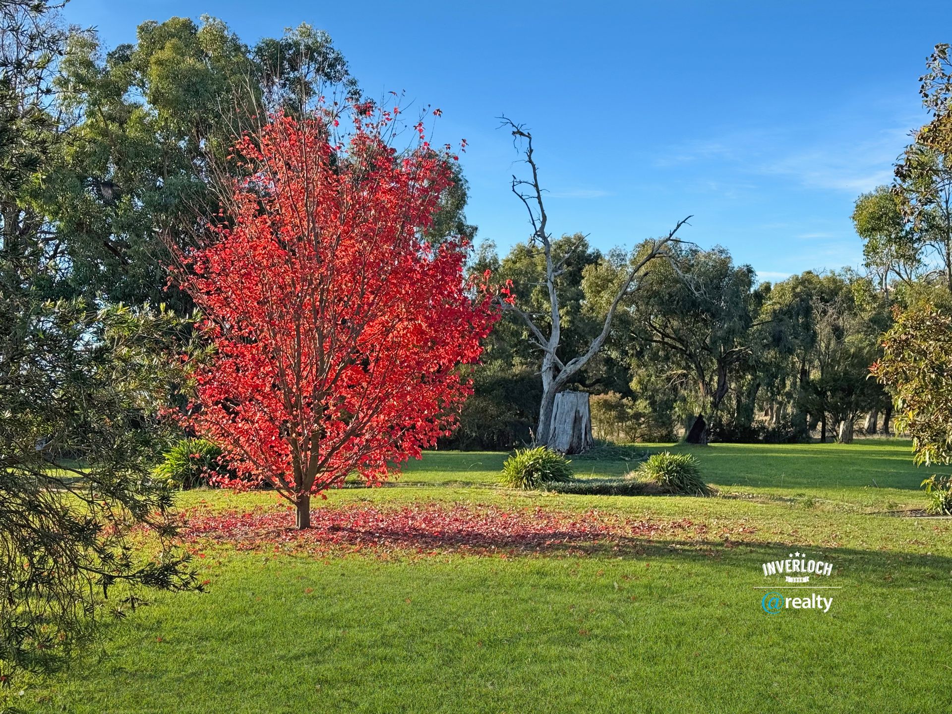 A tree with red leaves is in the middle of a grassy field.