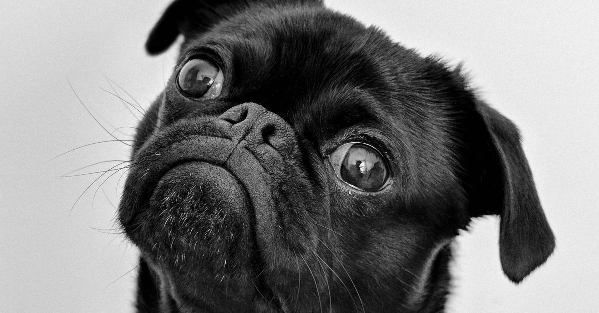 A black and white photo of a pug dog looking up at the camera.