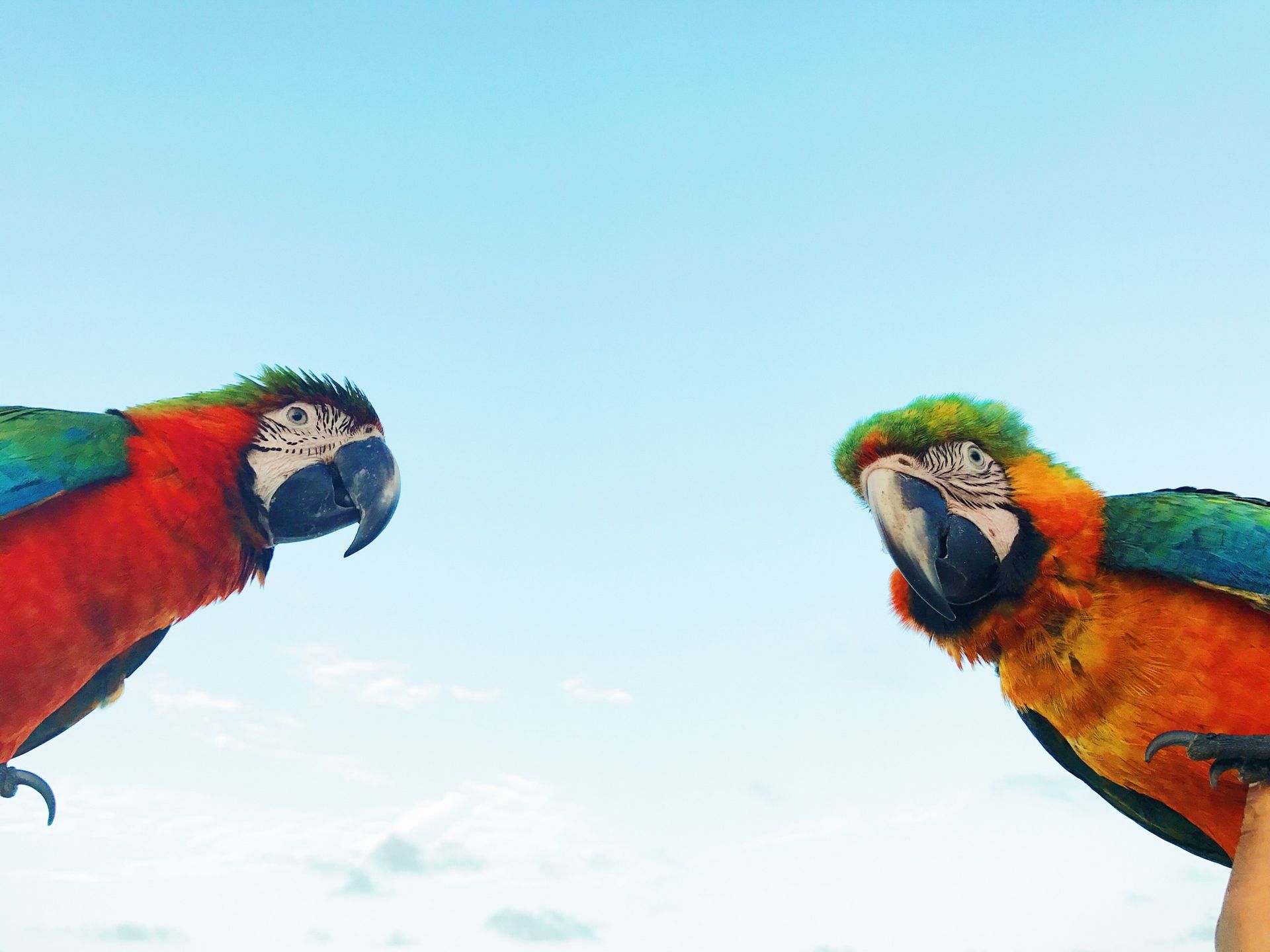 Two colorful parrots looking at each other with a blue sky in the background