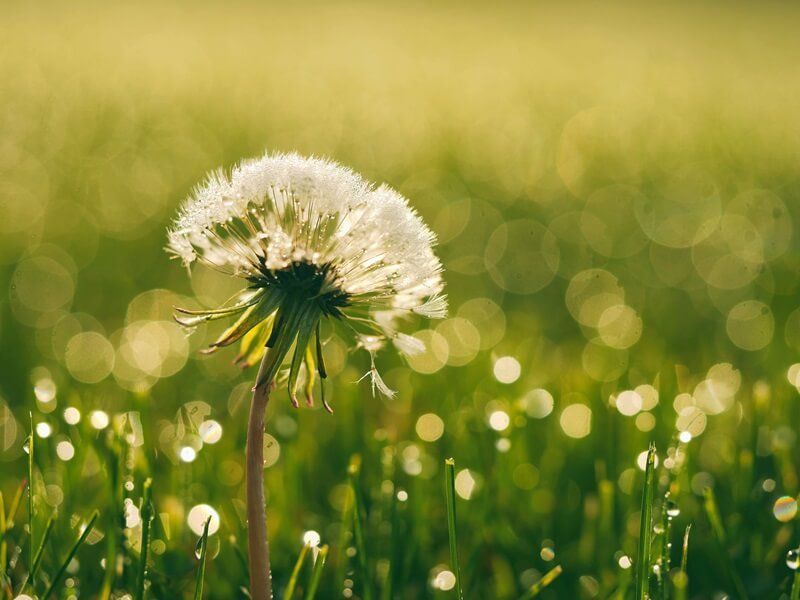 cremation services in Ridge, NY