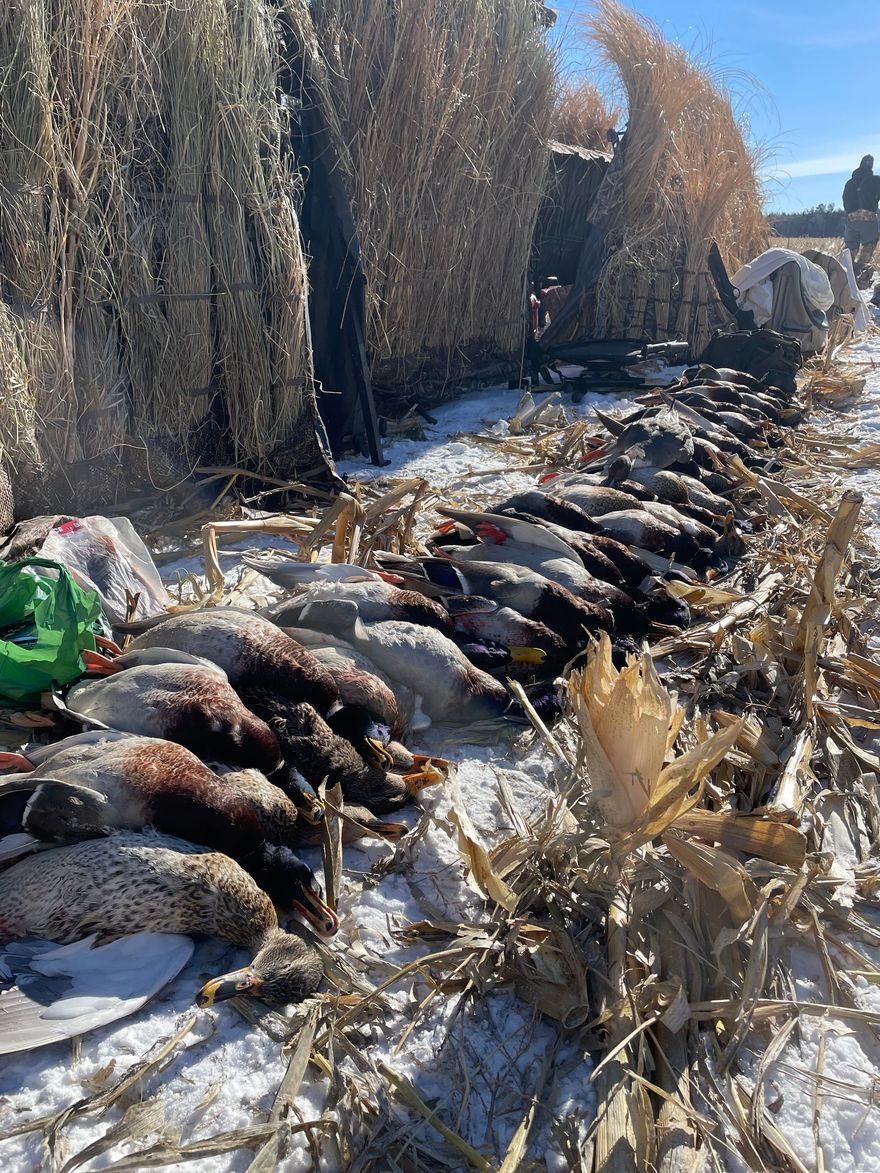 hunt ducks platte river