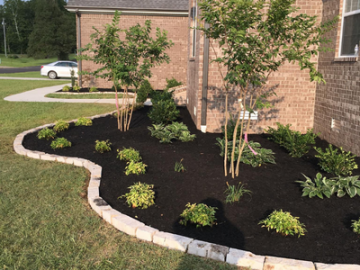 Newly landscaped front yard with mulch beds, small shrubs, and two young trees beside a brick house