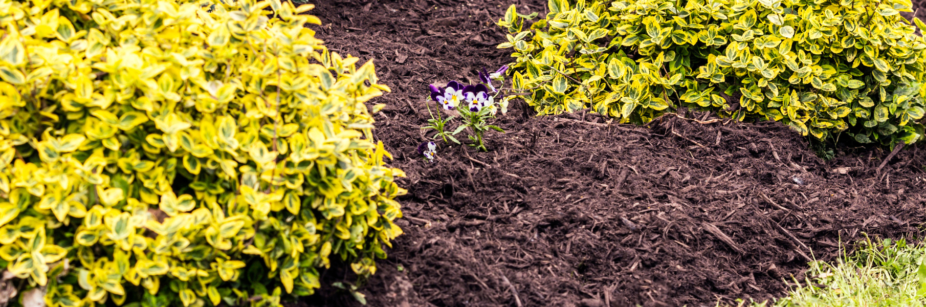 Yellow-green shrub beside a dark mulch bed with a few small purple flowers