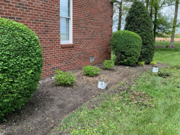 Brick house wall with trimmed shrubs and small plants along a mulch bed beside a grassy lawn