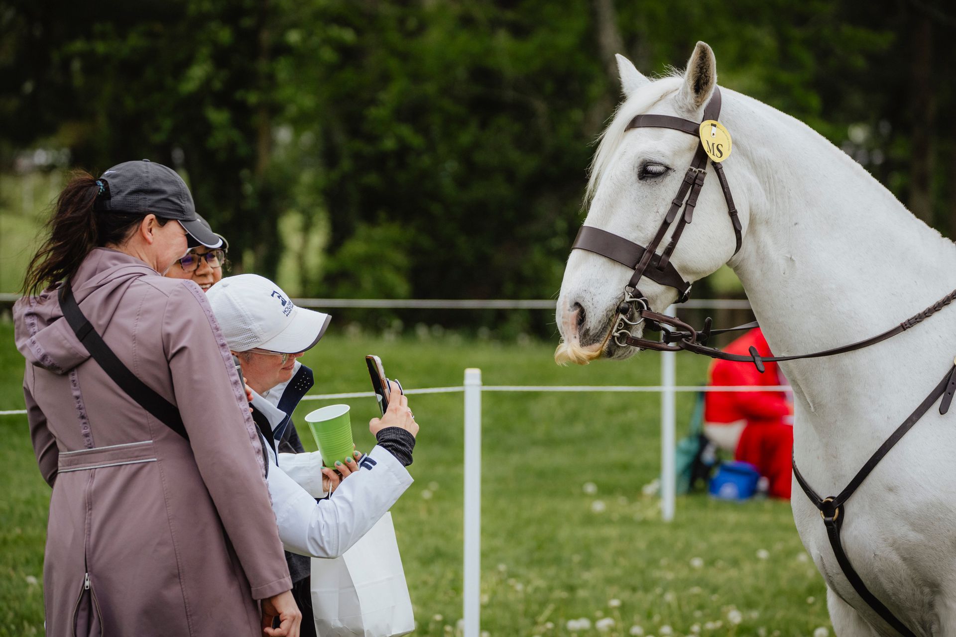 Three women take pictures of a horse